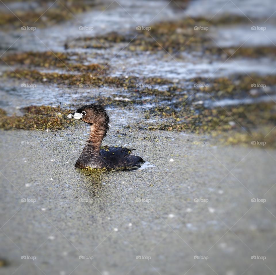 Pied-billed grève