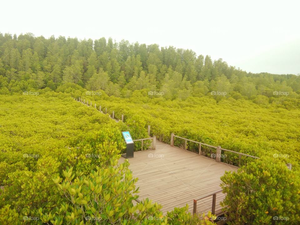 Golden mangrove field or Thong Prong Thong. Beautiful place. One of landmarks attractions tourism and has the allure and magic of truly at Rayong, Thailand