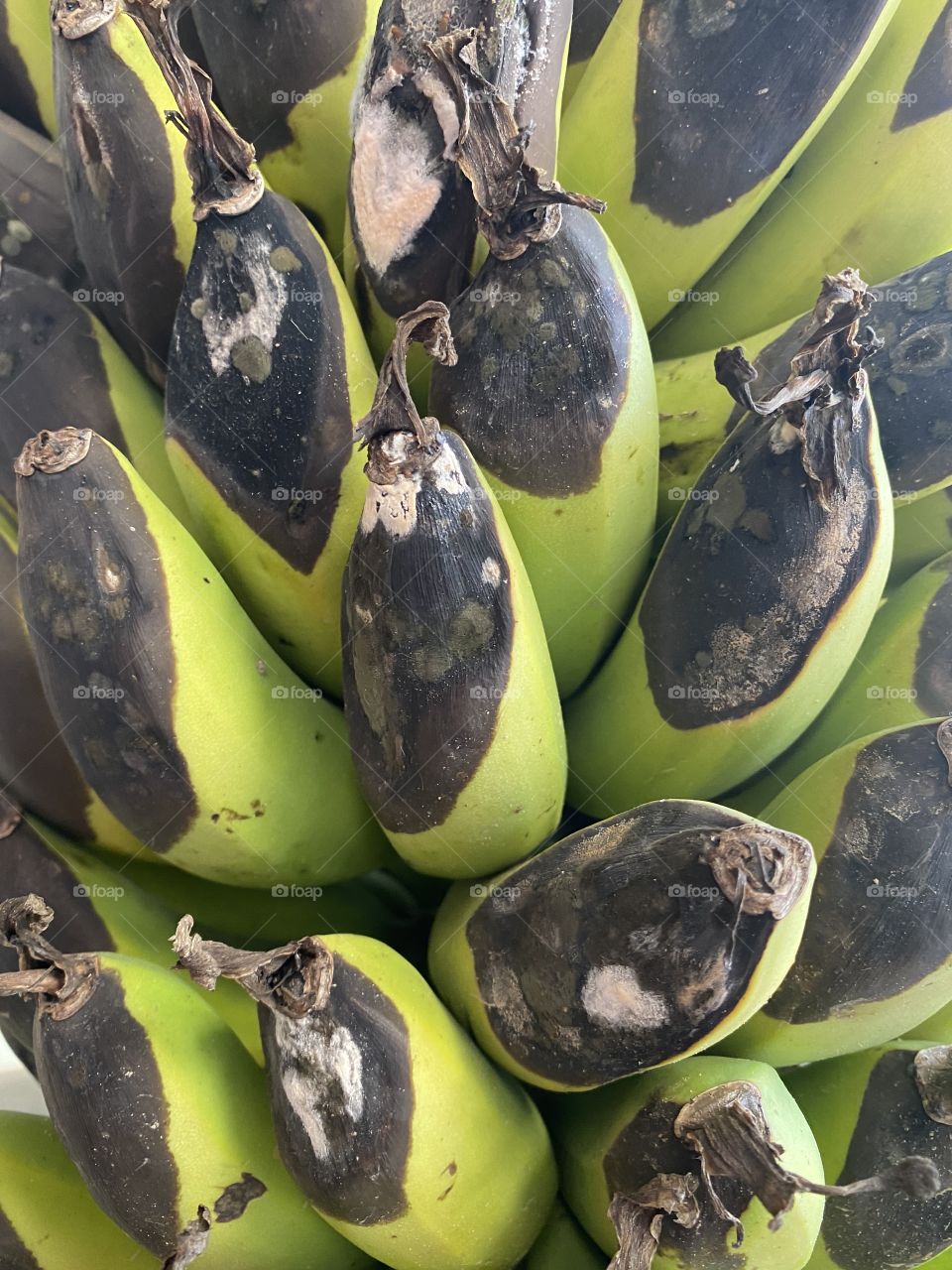 Damage banana during the lockdown 