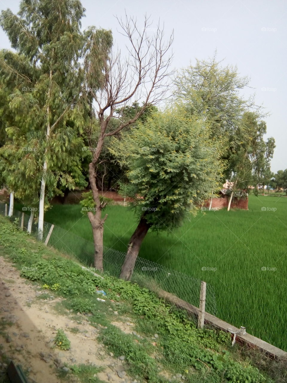 natural beautiful seen of a village in India