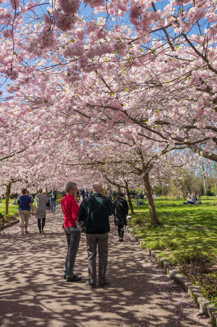 Pink park