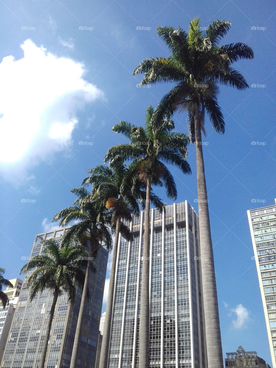 Coconut trees in Praça Ramos de Azevedo - São Paulo, Brazil