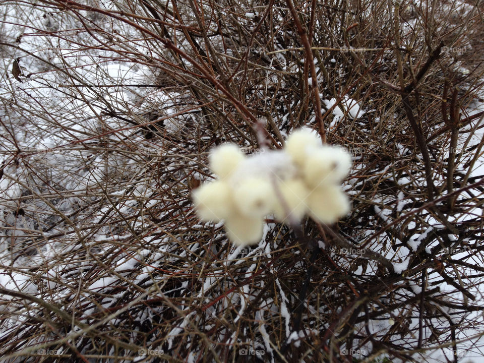 winter snowberry by liselott