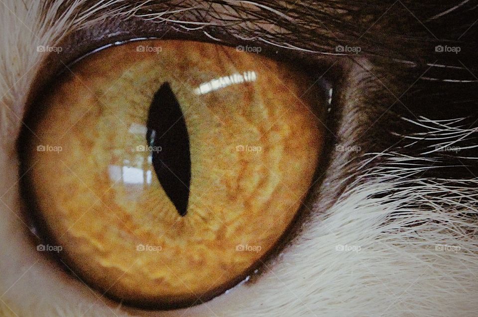 A Cat's Eye