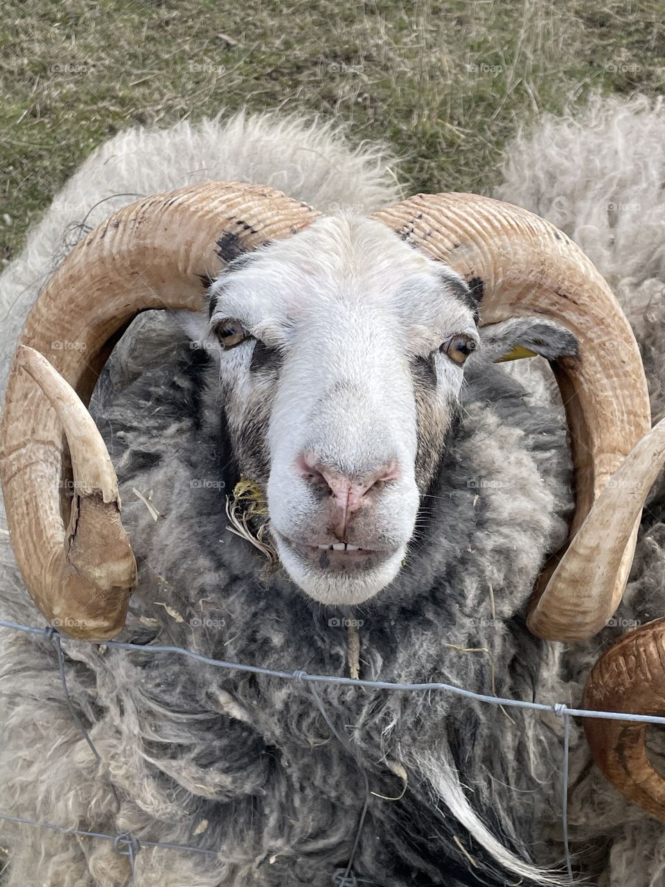 Sheep with horn