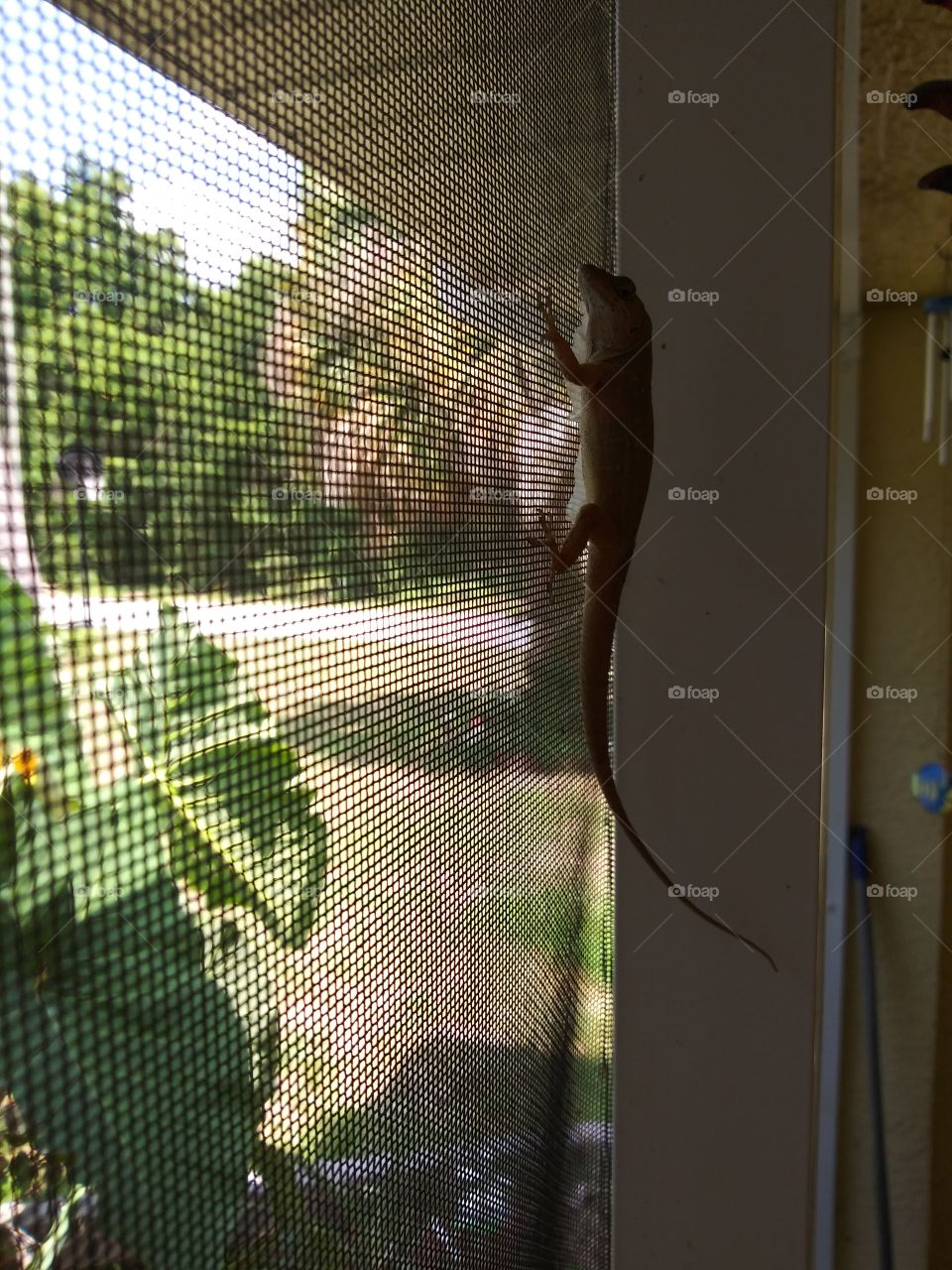 Gecko