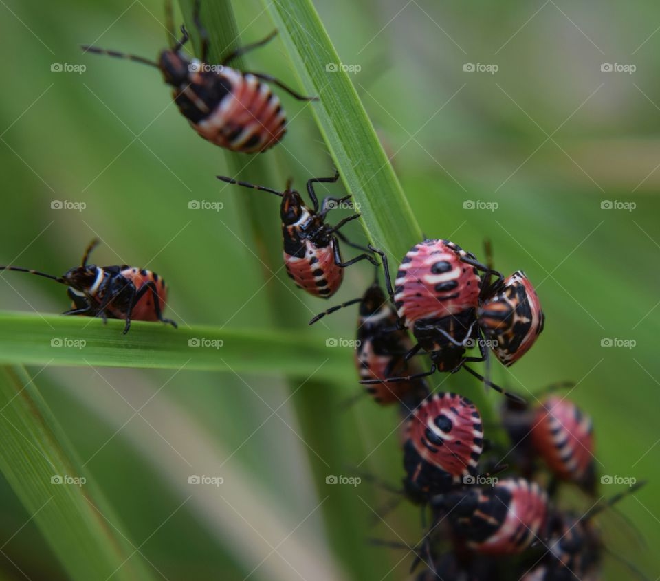 Beautiful bugs