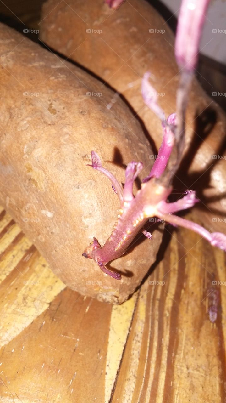 Sweet Potatoe Roots