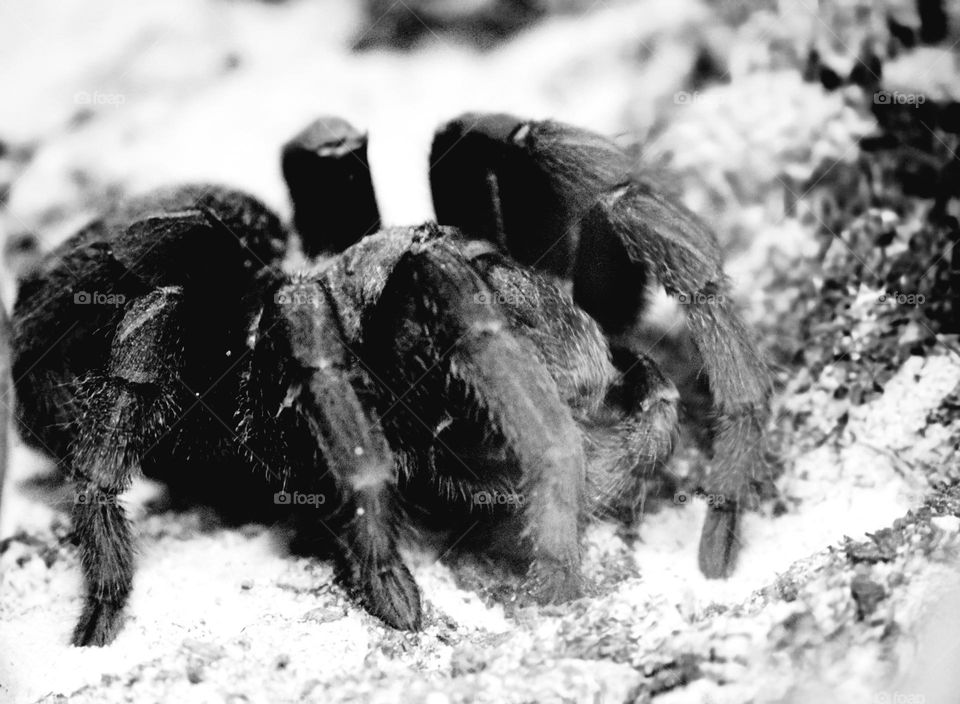 Tarantula