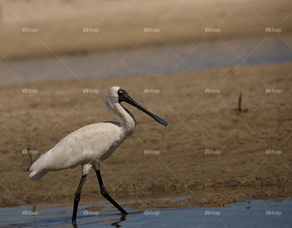 Royal Spoonbill 