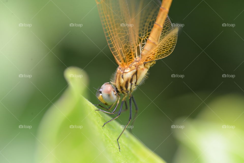 Side view of a dragonfly