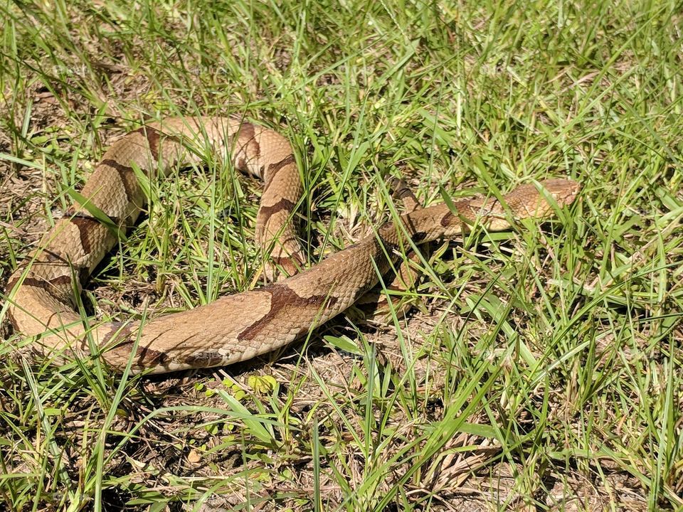 Copperhead