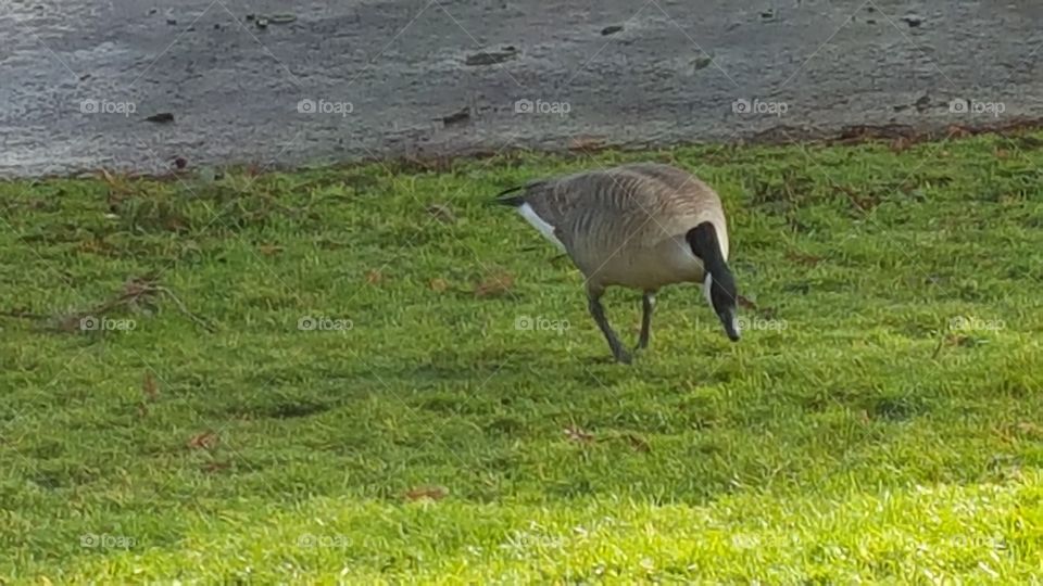 Canada Goose looking for food