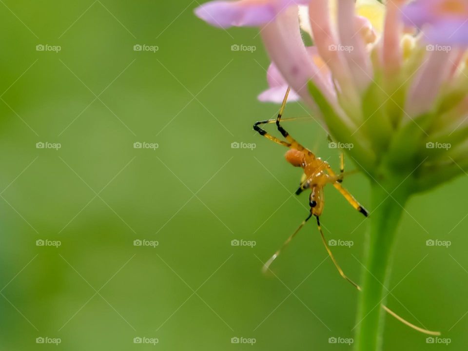 Insects and flowers.