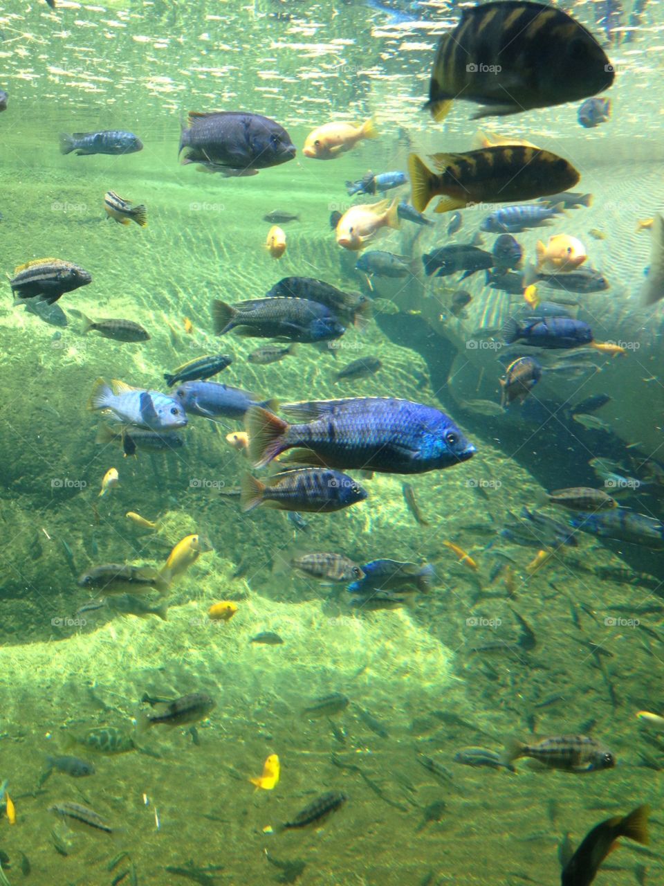 Fish. Fish in aquarium