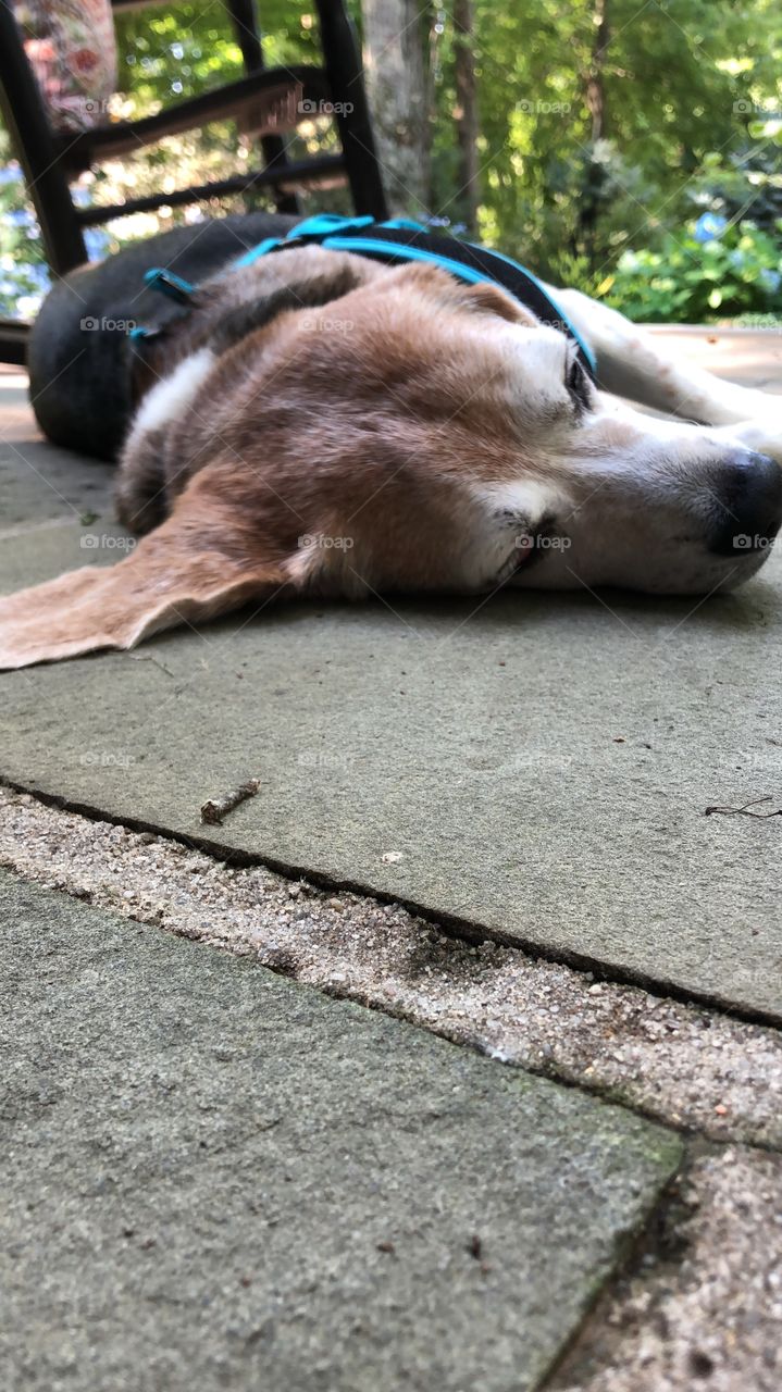 A happy and older beagle takes an afternoon summer snooze in the sun on a stone patio. 