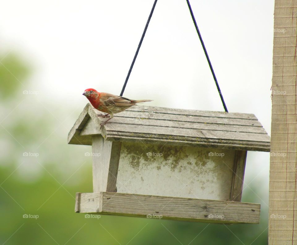 bird on a bird house