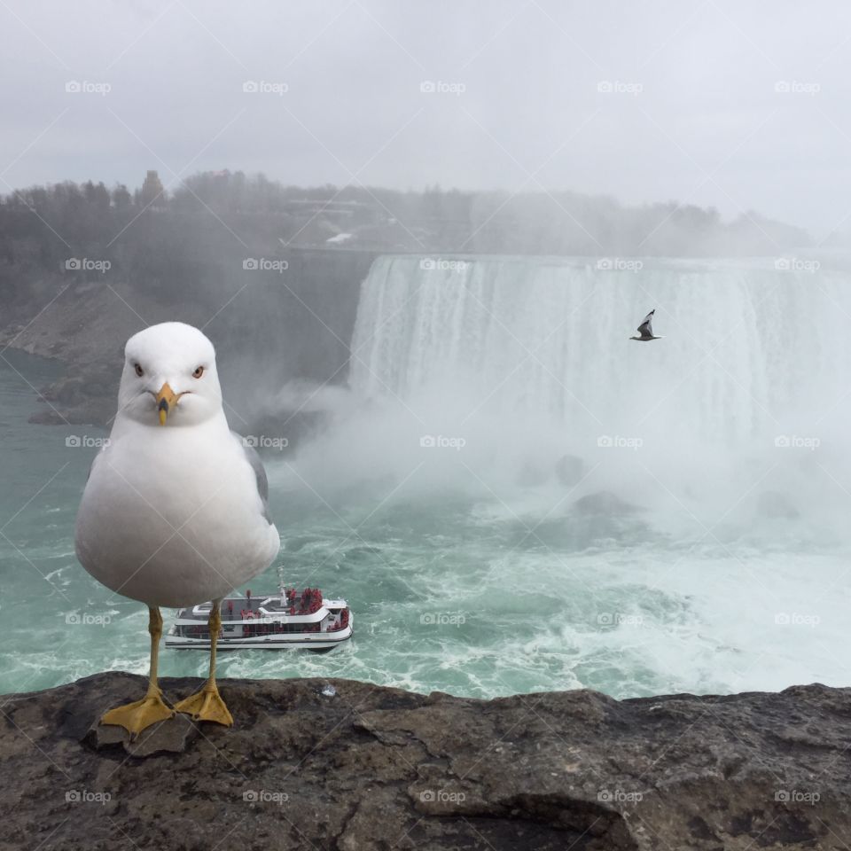 Perfectly timed photo in Niagara Falls, Canada 