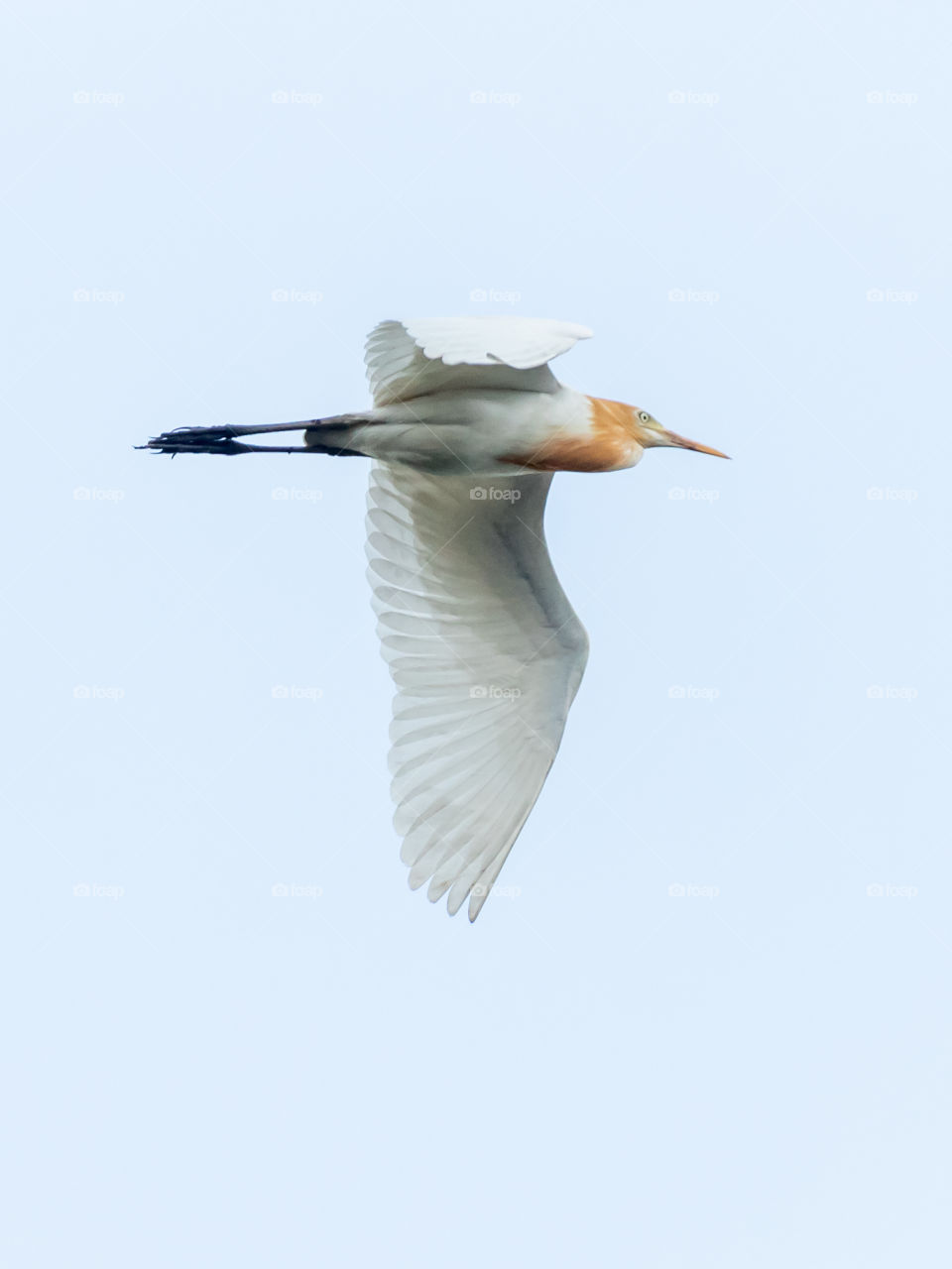 White Egret Bird