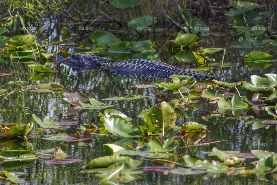 Alligator in a swamp.