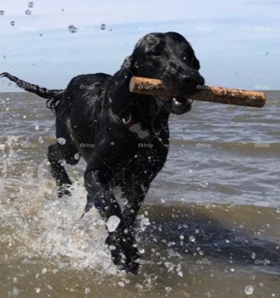 Flatcoat retriever fetching stick from the sea