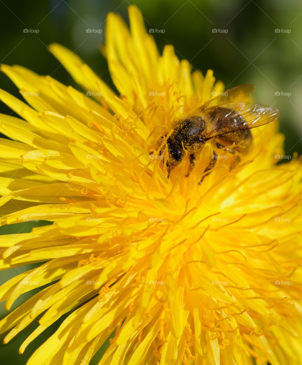 Honey  bee covered with pollen while feeding on dandellion