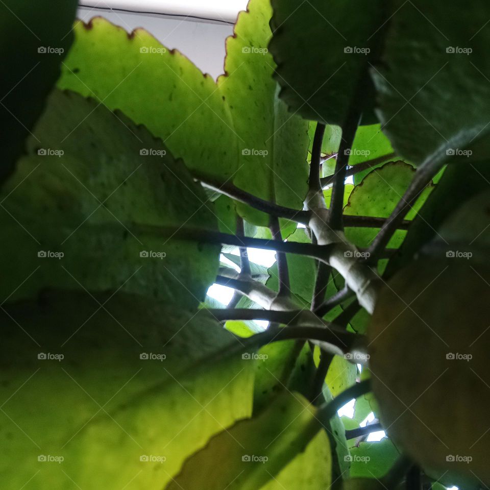 dense thick and dark look like heaven of green