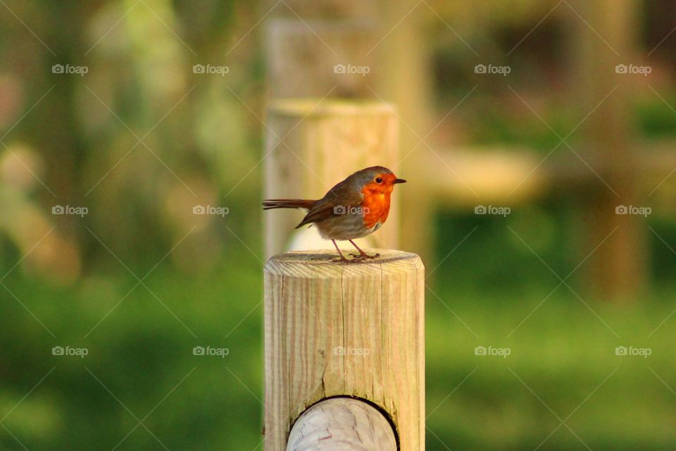 robin at golden hour