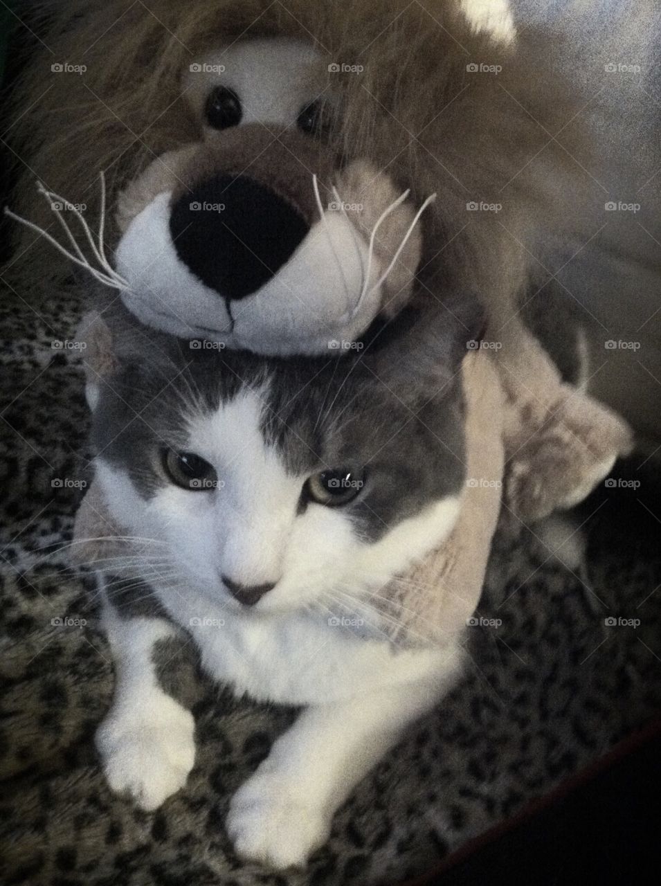 Cats wearing costumes