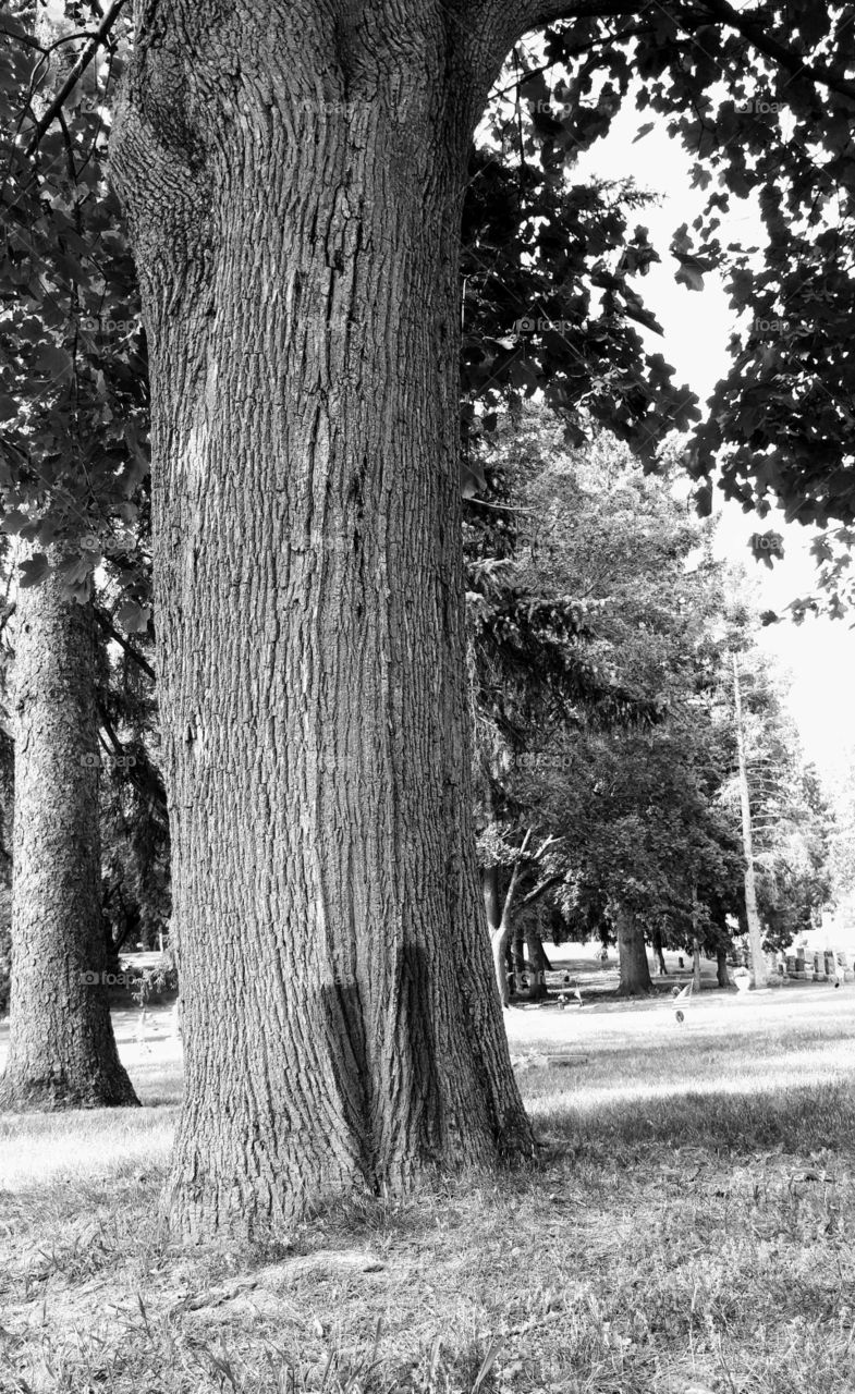 Tree, Wood, Nature, No Person, Park