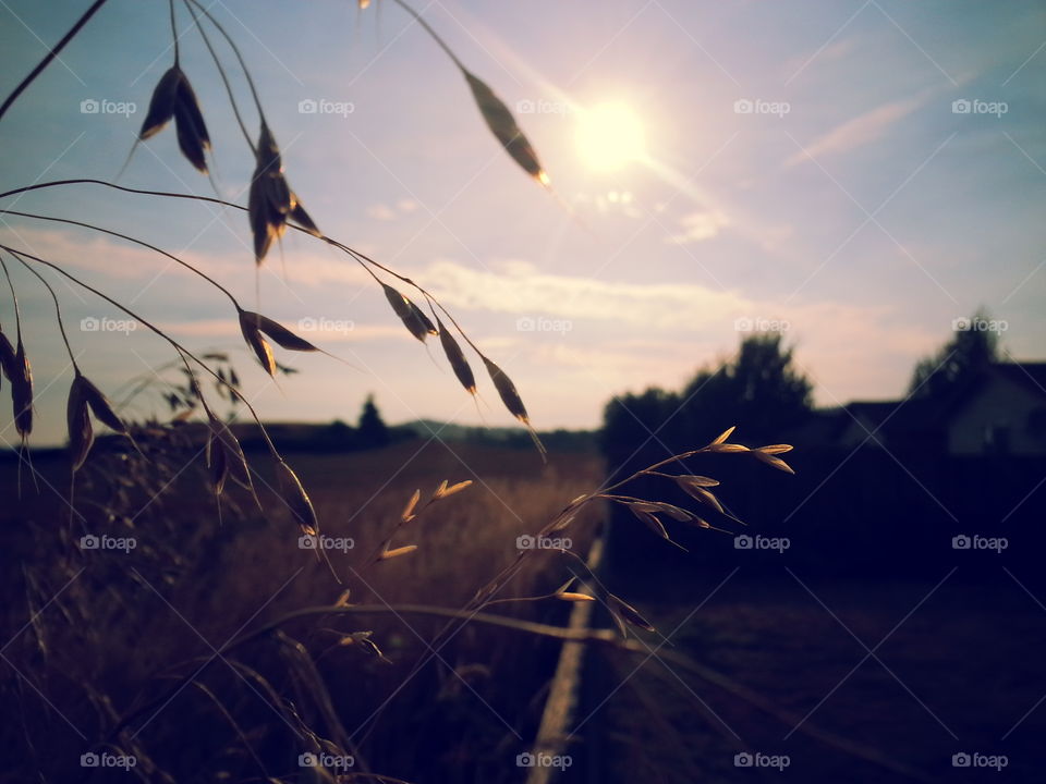 sundown. wheat