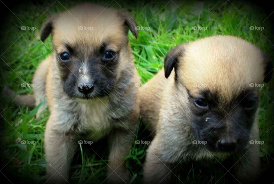 These are little cute puppies sitting in the grass on a warm sunny summer day.