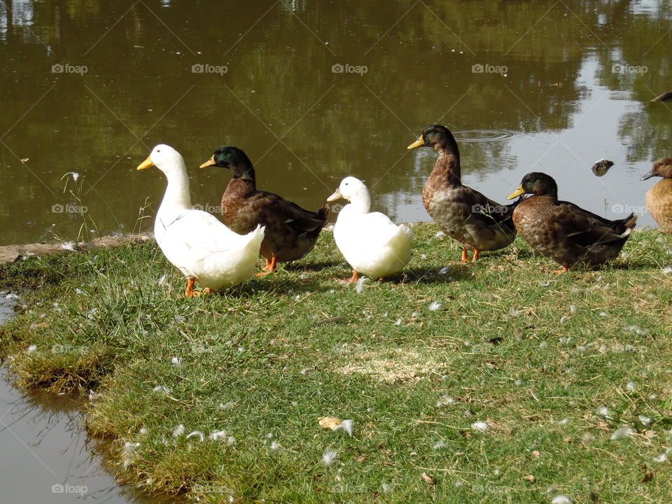 Let's go fellas. This is a picture of some ducks near the water. 👣 🚶 🏃 🔥 💨