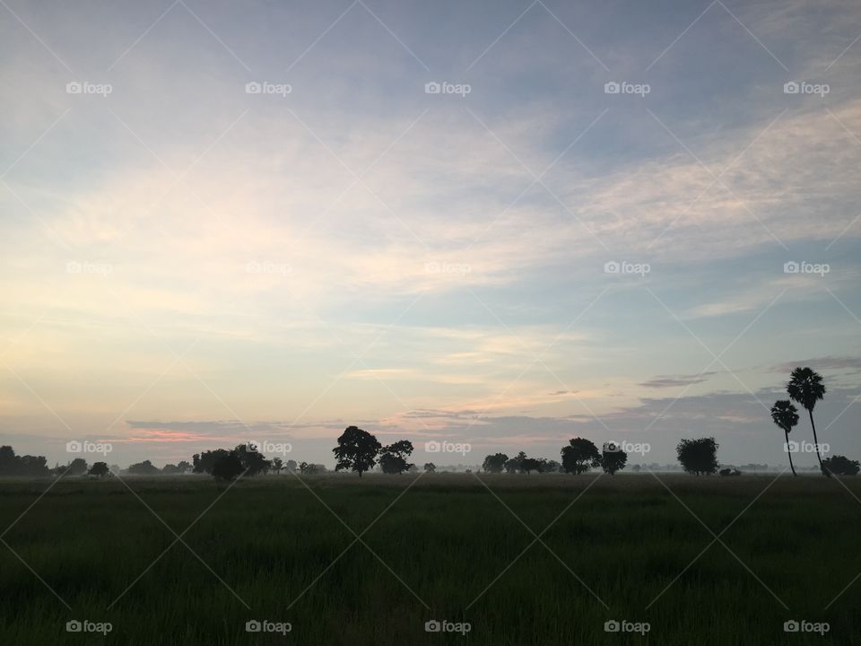 Landscape, Tree, Agriculture, Farm, Daylight