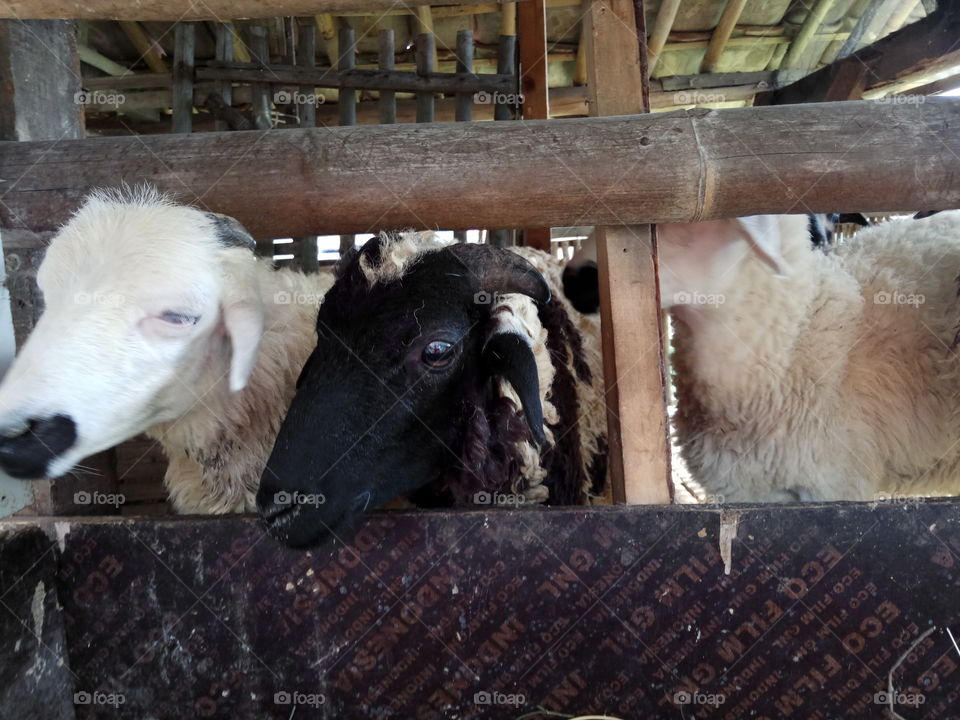 Mammal, Sheep, Livestock, Cattle, Farm