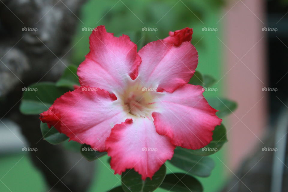 pink lady flower.cute.