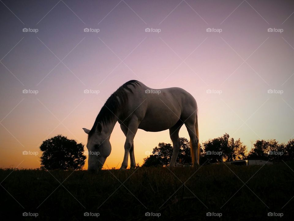 Silhouette of a Horse