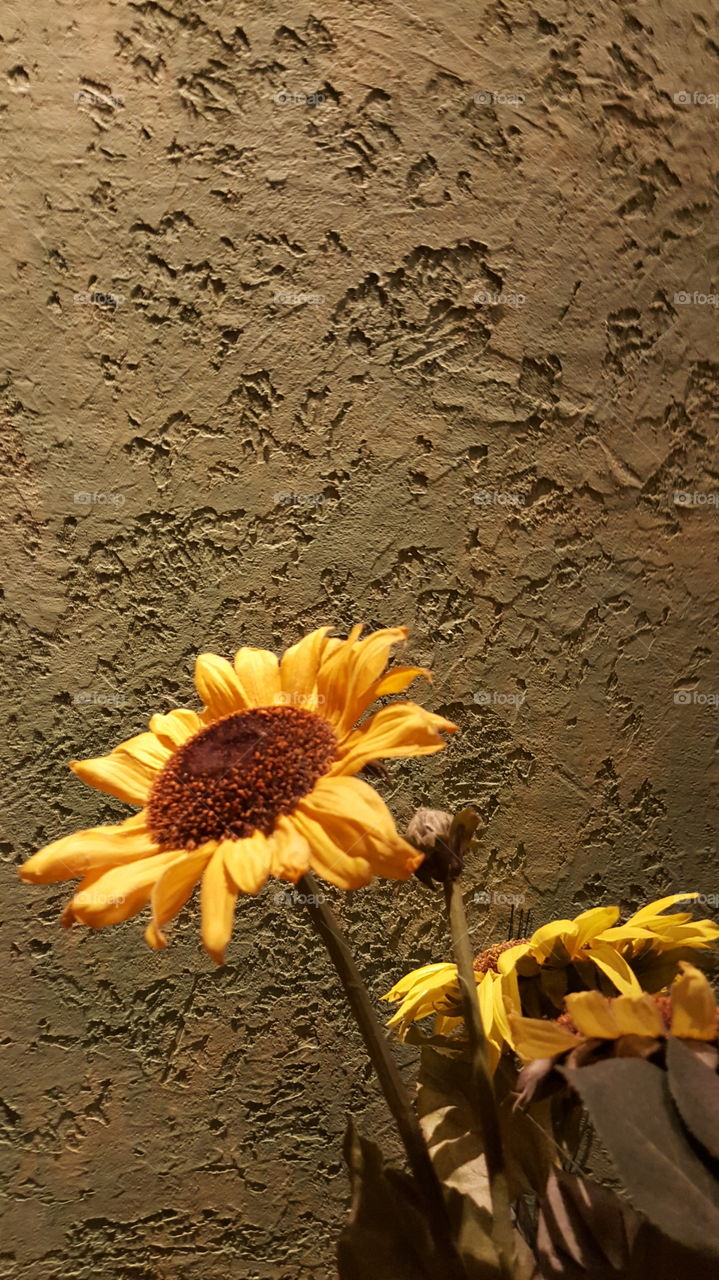 Fall Sunflower on Texture
