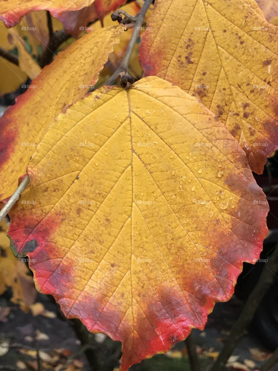 Red rimmed golden leaf