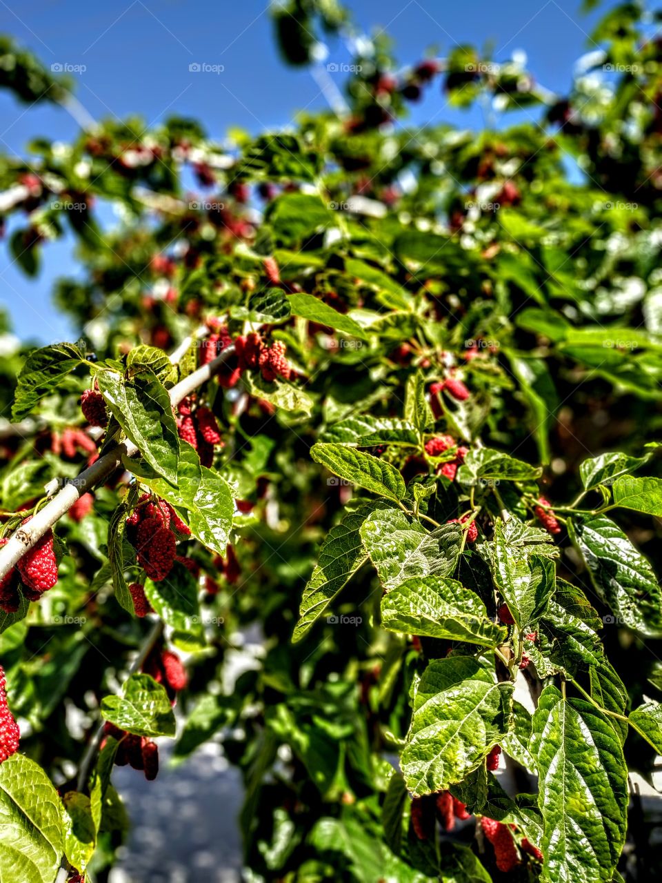 do you want to black mulberry?