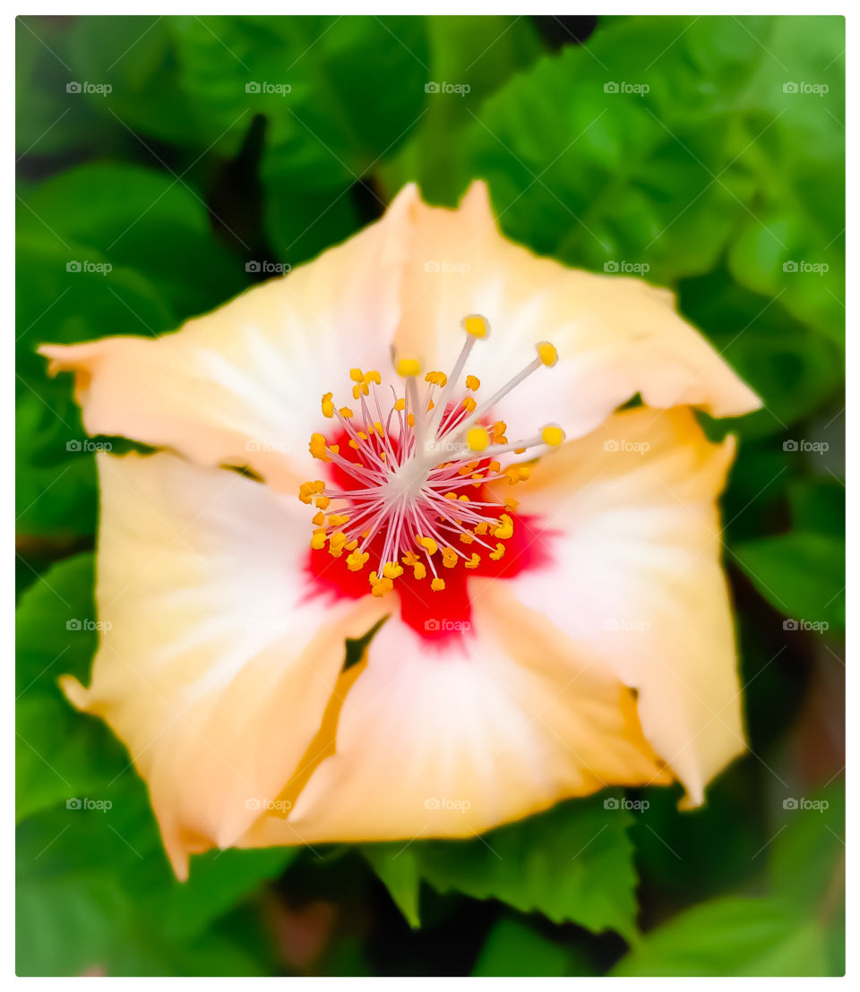Best Indian beautiful shoeblack flower image