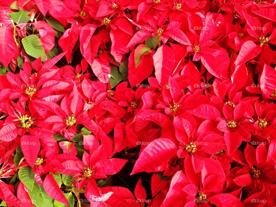 Poinsettia flowers outdoors