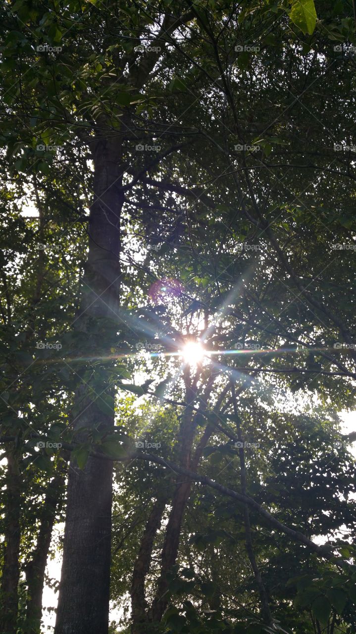 Sun in the Trees
