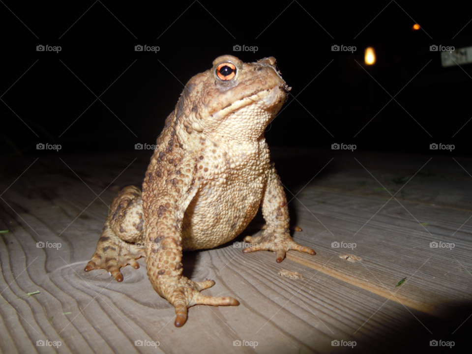 animal toad padda by MagnusPm
