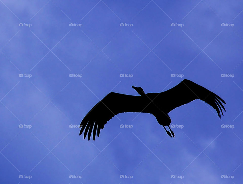 Stork on the Sky