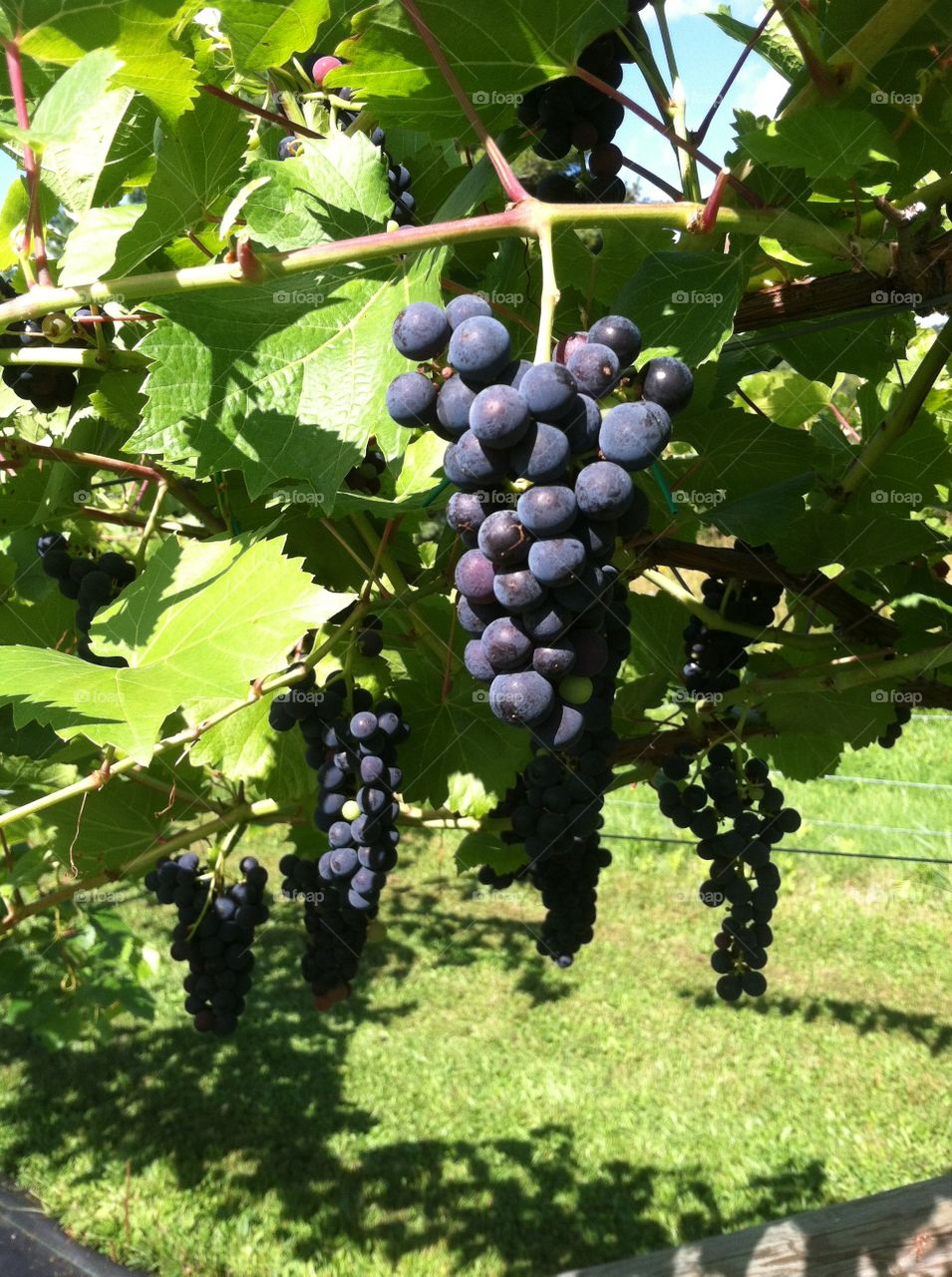 Marquette grapes on the vine
