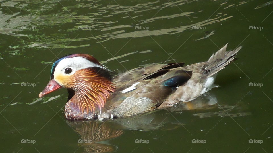 duck power