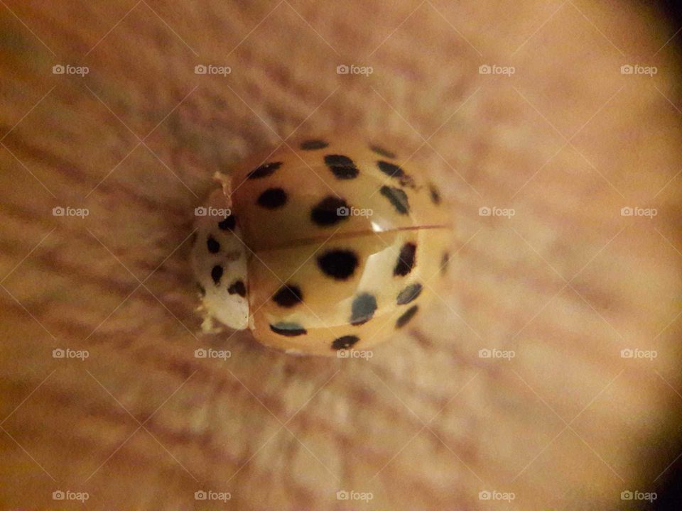 ladybug