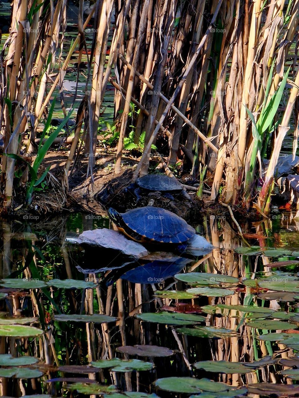 turtles in the park