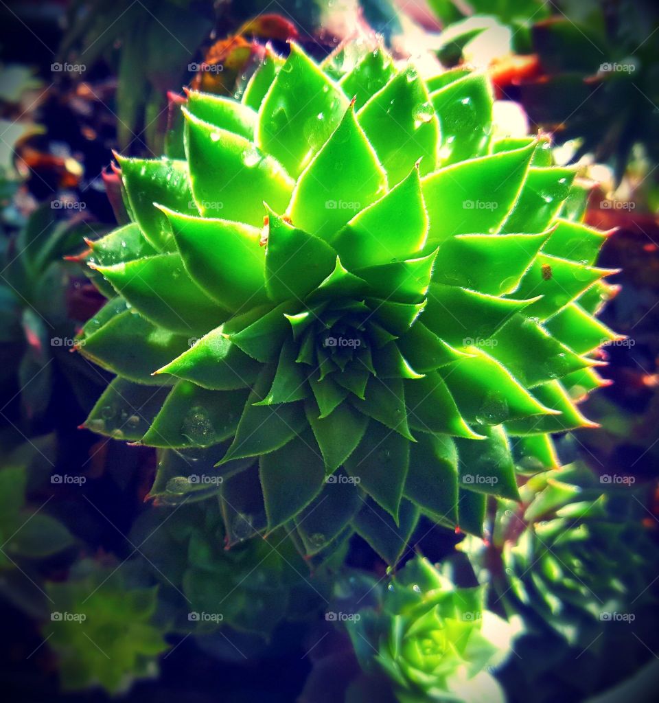 House plant with amazing color, so succulent,  green and the texture is amazing.